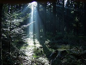 Bayerns Wälder erholen sich weiter