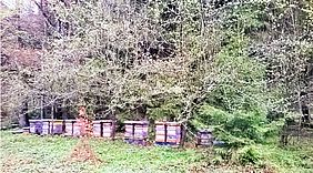 Bienen Wald Waldhonig