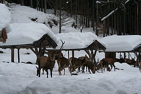 Schliersee Winterfütterung Spitzingsee Wintergatter