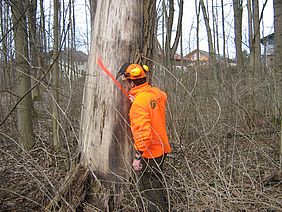 Mitarbeiter der Bayerischen Staatsforsten markiert einen Baum für die Fällung