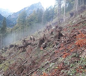 Aufgeräumte Sturmfläche mit neuer Laubholz und Tannenpflanzung Forstbetrieb Sonthofen Bayerische Staatsforsten