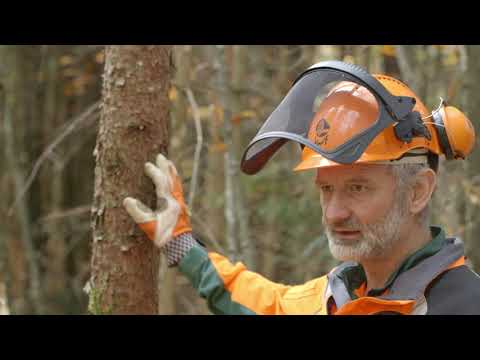 Wertastung | Tutorial der Bayerischen Staatsforsten
