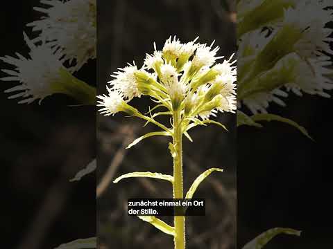 Fehler stoppen in der Natur: Waldbiologe erklärt | Waldwissen