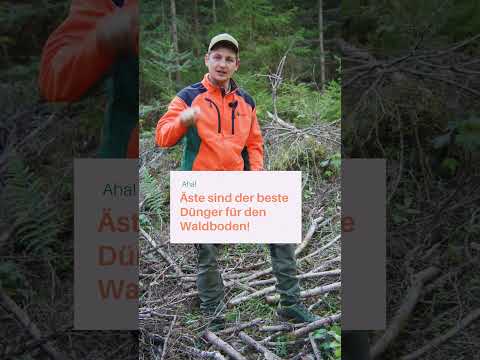 Wald aufräumen? ❌ Das große Missverständnis! #forstwirtschaft
