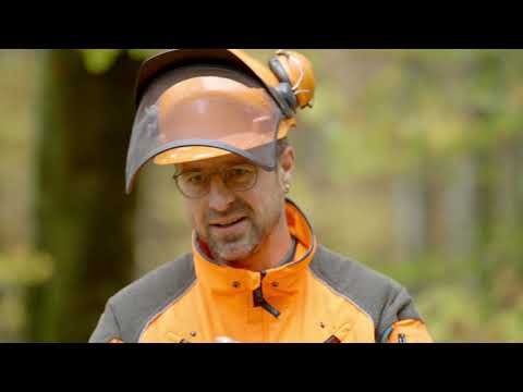 Fällrichtung beim Baum fällen prüfen I Tutorial der Bayerischen Staatsforsten