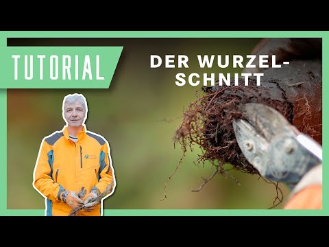 Wurzelschnitt richtig gemacht: So wächst dein Baum optimal! | Tutorial | Anleitung der BaySF