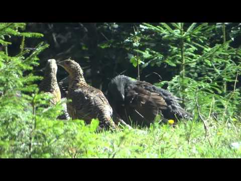 Junge Auerhähne und Auerhennen im Bergmischwald