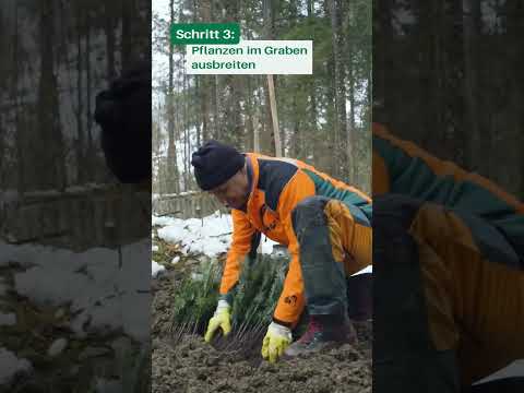 Pflanzen richtig zwischenlagern: Das 1x1 zum Bäume pflanzen 🌲🌳