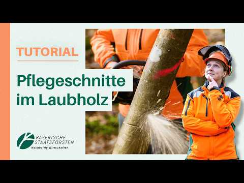 Diese zwei Schnitttechniken musst du kennen! 🌳🪚 Laubholz freistellen mit Motorsäge | Waldpflege