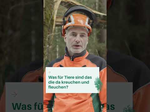 Wie schützen wir wichtige Biotopbäume? 🌲🌳 WALDWISSEN von Forstwirtschaftsmeistern