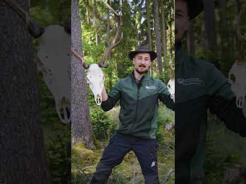Reh und Hirsch sind NICHT das Gleiche! 🦌