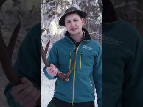 Geweih im Wald gefunden – darf man das behalten? 🦌