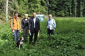 Wald blüht auf