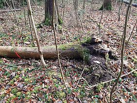 Bayerische Staatsforsten Forstbetrieb Sonthofen Eschentriebsterben