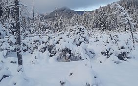 Bayerische Staatsforsten Forstbetrieb Sonthofen Winterwandern