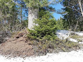 Auerwild Lebensraum Bedürfnisse