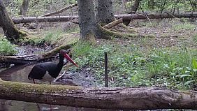 Schwarzstorch Großvogel Bayerische Staatsforsten Storch