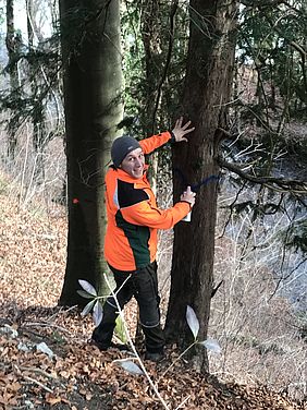 Bayerische Staatsforsten, Bad Reichenhall, Föderung der einer Eibe