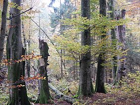Hochstumpf Biotopbaum Staatswald Bayerische Staatsforsten Naturwaldfläche