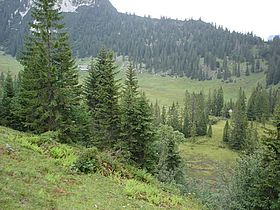 Moorgebiet im Mangfallgebirge