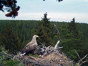 Seeadler Adler Horst Bayerische Staatsforsten Wals Staatswald Bayern