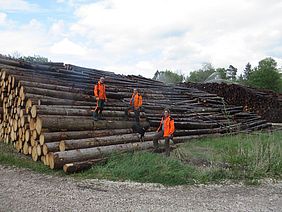 Holzpolter Nasslager Beregnungsanlage Holz Staatsforsten