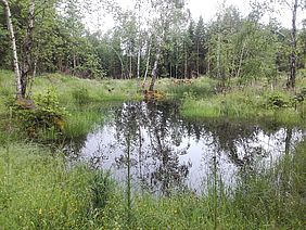 Feuchtbiotop Hammelburg Naturschutz