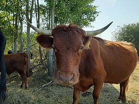 Kitzinger Klosterforst UN Dekade Biologische Vielfalt Bayerische Staatsforsten Dexterrinder