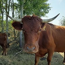 Kitzinger Klosterforst UN Dekade Biologische Vielfalt Bayerische Staatsforsten Dexterrinder