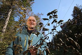 Förster Staatswald Buchenzweig Buche Staatswald Frostschäden