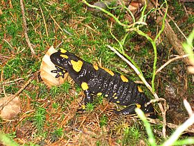 Salamander