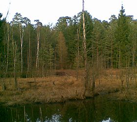 Pflegekonzept Feuchtweide und Auwald