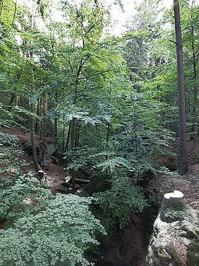 Wald Teufelsloch Forstbetrieb Nordhalben Bayerische Staatsforsten