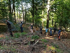 Freiwilliger Einsatz für Wald und Natur