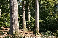 Naturwaldreservat Eichhall