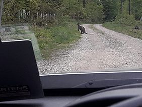 Känguru "Knicksy" auf dem Forstweg 