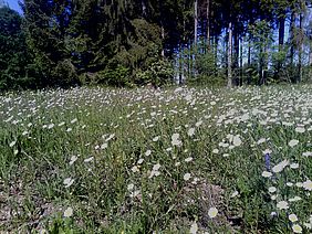 Blühfläche Naturschutz Staatswald Bayerische Staatsforsten
