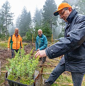 Bayerische Staatsforsten Forstbetrieb Fichtelberg Atlaszedern