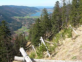 Schonzeit Aufhebung Schutzwald