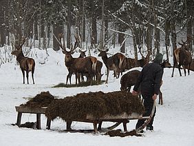 Bayerische Staatsforsten Gebirgsforstbetriebe Rotwildfütterung