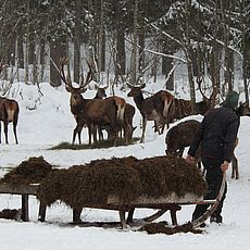 Bayerische Staatsforsten Gebirgsforstbetriebe Rotwildfütterung
