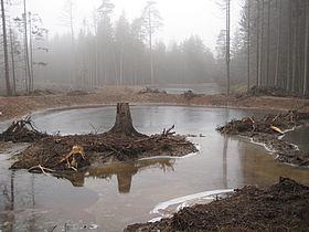 Feuchtbiotop Neuwirtshauser Forst