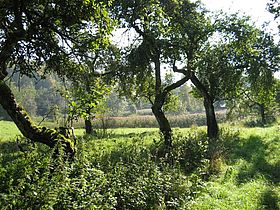 Biotopverbund Schwengbrunn