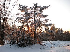 Schneebruch Winter Bäume 2019