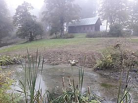 Teich Renaturierung Jägerhütte Eschbacher Wald am Forstbetrieb Sonthofen Bayerische Staatsforsten