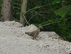 Kehlsteinweg Sanierung Haselhahn