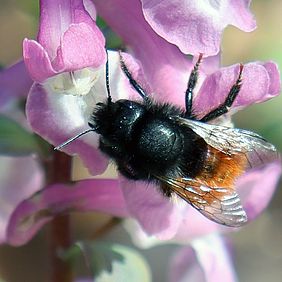 Wildbiene Biene Blühfläche Waldran Blüte