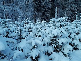 Weihnachtsbäume, Bayerische Staatsforsten, 