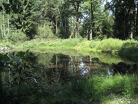 Renaturierung eines Moorfroschbiotops