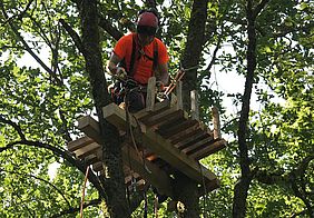 Nisthilfen für Schwarzstörche werden befestigt